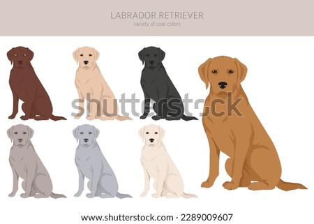 Labrador retriever dogs in different poses and coat colors clipart. Vector illustration