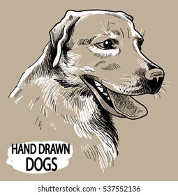 Labrador retriever. the dog's head. Drawing by hand in vintage style.