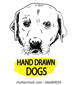 Labrador retriever. the dog's head. Drawing by hand in vintage style.