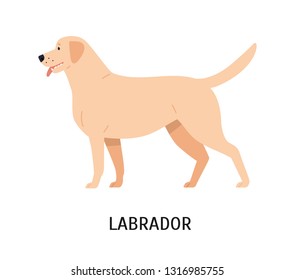 Labrador Profile Stock Illustrations Images Vectors Shutterstock