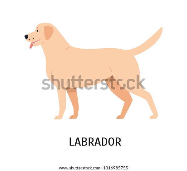 Labrador Retriever Funny Hunting Dog Gundog Stock Vector Royalty