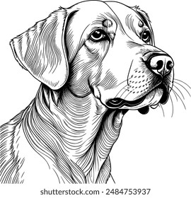 Labrador Retriever Head Coloring Page , Labrador Retriever Portrait Coloring Page