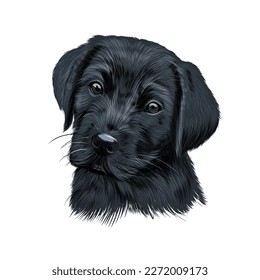 Labrador retriever head portrait, black puppy from multicolored paints. Splash of watercolor, colored drawing, realistic. Vector illustration of paints