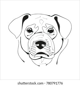 Labrador retriever head vector hand drawing illustration