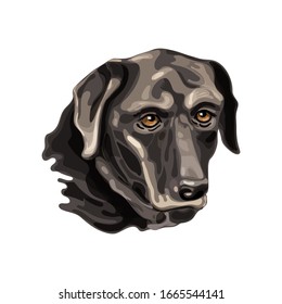  Labrador Retriever Kopf, eine Vektorillustration Illustration einzeln auf weißem Hintergrund.