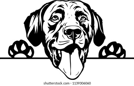 Labrador Retriever Lab dog breed face head isolated pet animal domestic pet canine puppy purebred pedigree hound portrait peeking paws smiling smile happy art artwork illustration design set