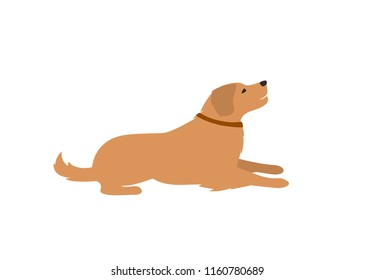 labrador retriever lying down isolated vector illustration