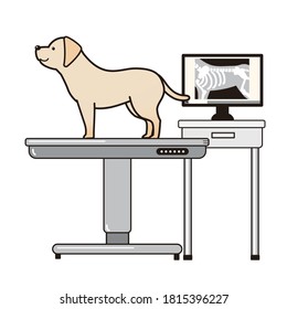 El recuperador del labrador en la mesa de examen y El roentgen digital.