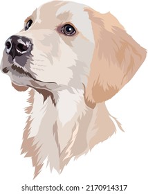 Labrador retriever puppy. Dog portrait. Vector illustration