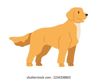 Labrador Retriever puppy wagging tail and looking aside. Curious and cheerful character, portrait of dog. Canine animal domestic pet. Vector in flat style