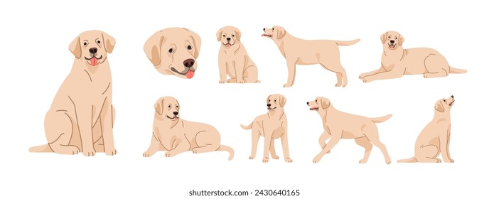 Labrador retriever in sitting, lying, standing poses set. Cute purebred dog, puppy of lab breed. Canine animal, pet in different positions. Flat vector illustrations isolated on white background