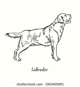 Labrador Retriever standing side view. Ink black and white doodle drawing in woodcut style.