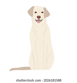 Labrador Retriever. Thoroughbred dog isolated on white background. Dog is sitting. Pet, domestic animal. Light-colored short-haired dog. Flat vector illustration