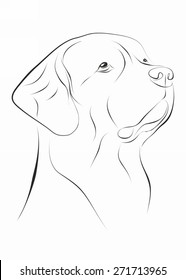 Labrador Retriever - vector illustration