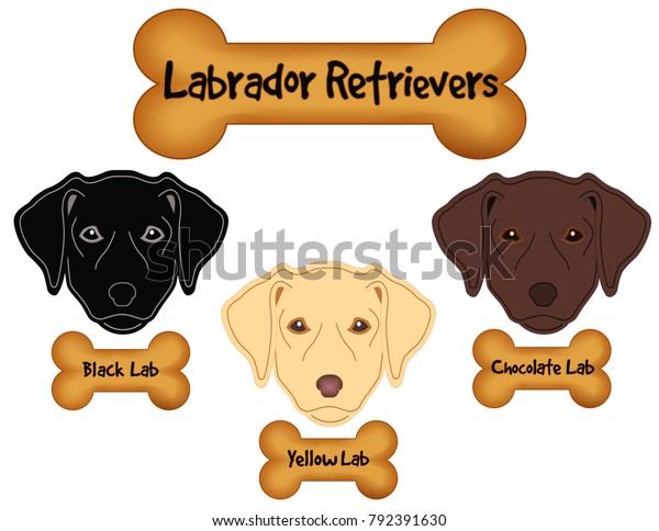 free chocolate labs