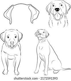 Labrador set collection dogs  Black white labrador dog illustration  Vector drawing pet  Tattoo