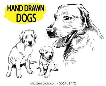 
Labrador. A set of images. Drawing by hand in vintage style. An adult dog, puppy. Dog breeds.