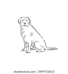 Un labrador sentado y mirando a la izquierda. Un dibujo en Vector blanco y negro de un perro, perfil lateral y dibujado a mano. Peludo canino.	