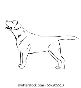 Labrador standing. Sketch vector illustration