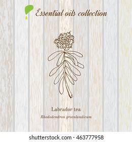 Labrador tea, essential oil label, aromatic plant. Vector illustration