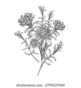 Labrador tea flower vector