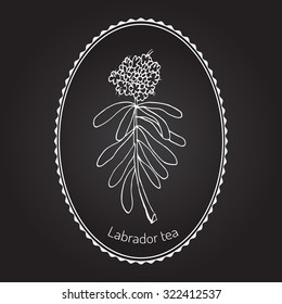  Labrador tea (Ledum groenlandicum, or Rhododendron groenlandicum) - medicinal plant. Vector illustration