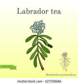 Labrador tea (Ledum or Rhododendron groenlandicum) - medicinal plant. Hand drawn botanical vector illustration