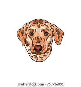 Labrador vector drawing illustration