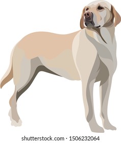 Labrador vector illustration icon in flat design