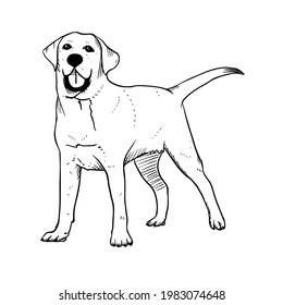 Labrador-Retrieve-Vektorgrafik mit handgezeichneter Vektorgrafik in schwarzer Farbe einzeln auf weißem Hintergrund