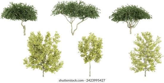 Laburnum anagyroides,Rhus typhina,Quercus robur Concordiatrees with transparent background, 3D rendering, for illustration, digital composition, architecture visualization
