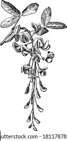 Laburnum flower, From the Dictionary of Word and Things, 1888.