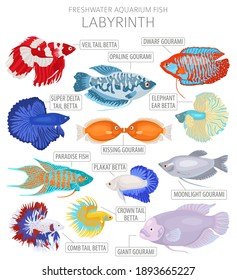 Labyrinth fish. Freshwater aquarium fish icon set flat style isolated on white.  Vector illustration