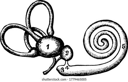 El laberinto de la oreja interior sirve para dos funciones principales de audición y balance, dibujo de línea vintage o ilustración de grabado.