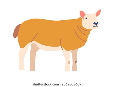 Lacaune sheep breed vector illustration