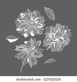 lace dahlias flowers and foliage. Vector illustration, bouquet.