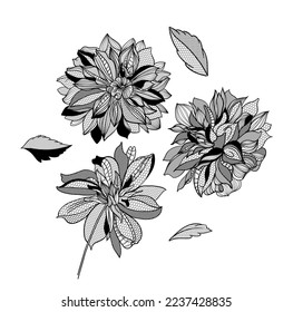 lace dahlias flowers and foliage. Vector illustration, bouquet.