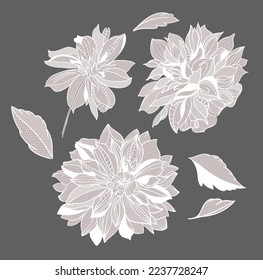 lace dahlias flowers and foliage. Vector illustration, bouquet.