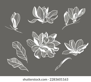 magnolia de flor de encaje, ramo, conjunto, ilustración vectorial