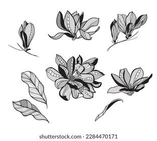 lace flower magnolia, bouquet, set,  vector illustration