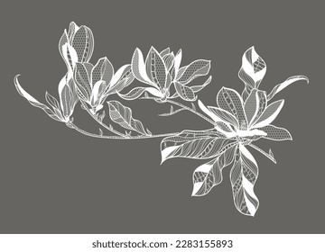lace flower magnolia, bouquet, vector illustration