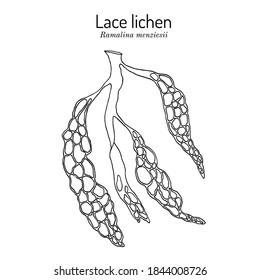 Lace lichen (Ramalina menziesii), official state lichen of California. Hand drawn botanical vector illustration