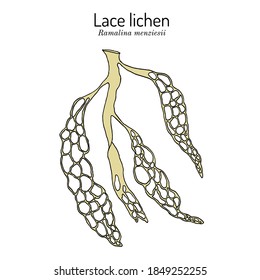 Lace lichen (Ramalina menziesii), official state lichen of California. Hand drawn botanical vector illustration