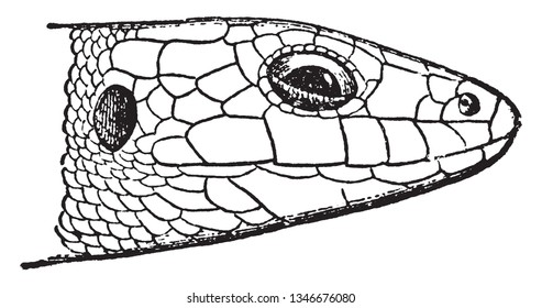 Laceria Agilis é um lacertídeo distribuído pela maior parte da Europa e para leste até a Mongólia, desenho de linha vintage ou ilustração de gravura.