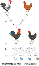 Lack of dominance in chickens - Biology