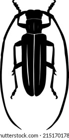 lack vector illustration of a tropical beetle. The insect is a pest of forests and gardens. Drawing for tattoo
