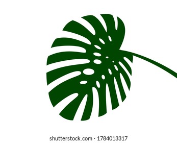 Lakonische Blätter von Monstera einzeln auf Weiß