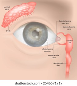 Lacrimal Apparatus system .Nasolacrimal duct,  Lacrimal sac, Sacrimal canals, Lacrimal punctums, Lacrimal gland.