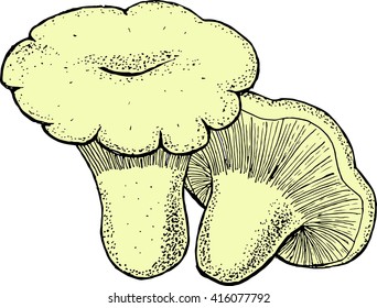 lactarius resimus