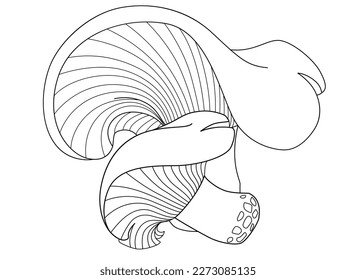 Lactarius resimus, forest edible mushrooms - vector linear picture for coloring book, sign or logo. Outline. Mushrooms with whimsical, picturesque hats for a coloring book.